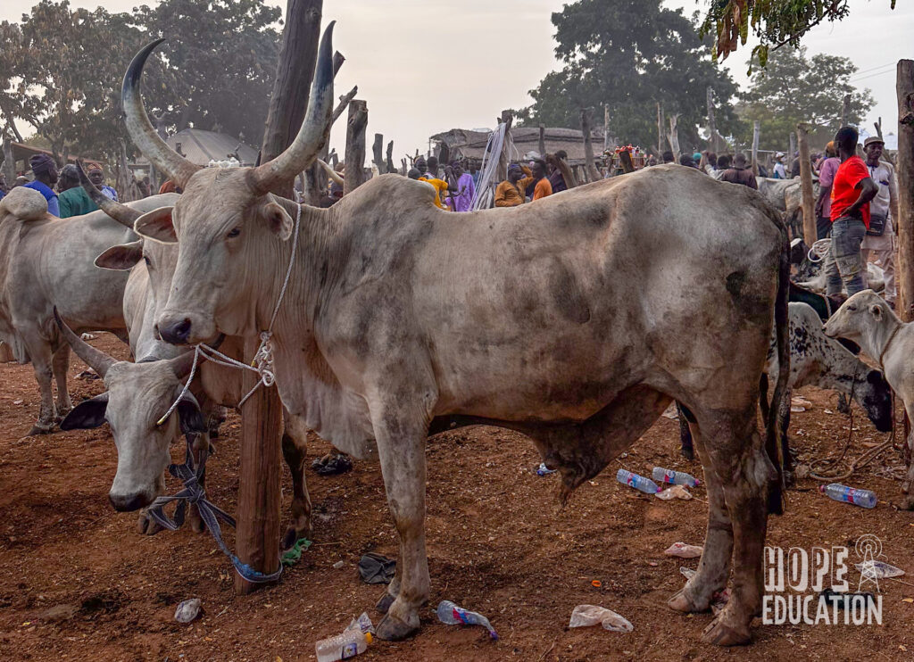 Cattle at the Guunayilli Livestock Market or Guu-Daa, the Tamale livestock market located near to UDS Nyankpala Campus ©HEP 2025